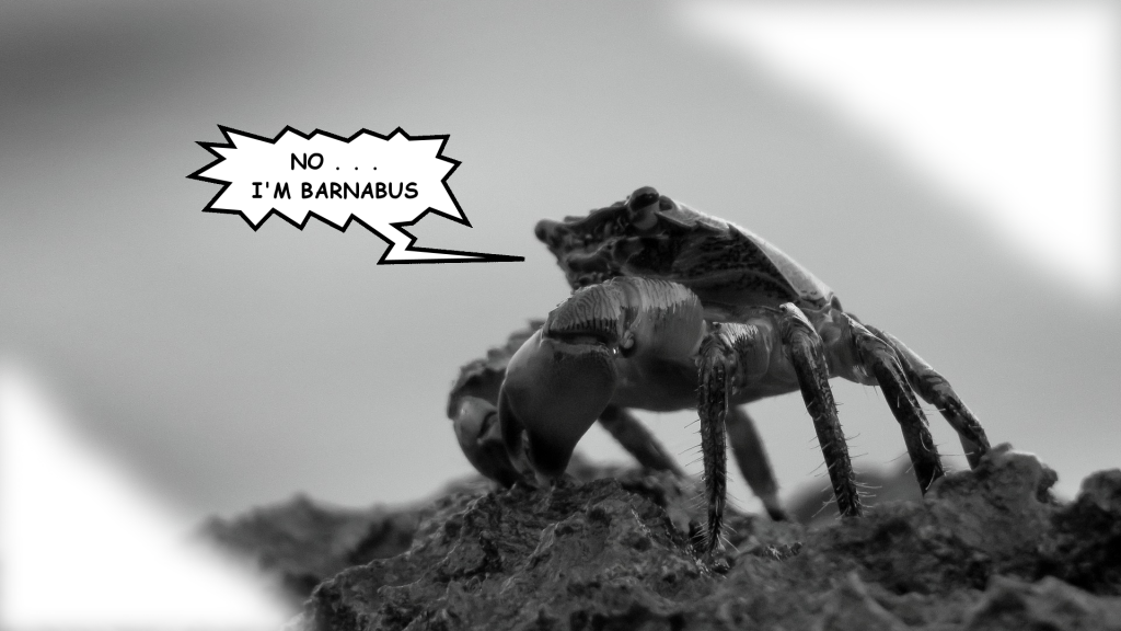 A crab named barnabus sits on a rock and looks moody as the image is in black and white