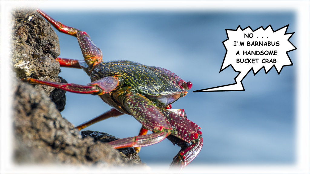 A crab named Barnabus hangs on edge of rock looking out to sea