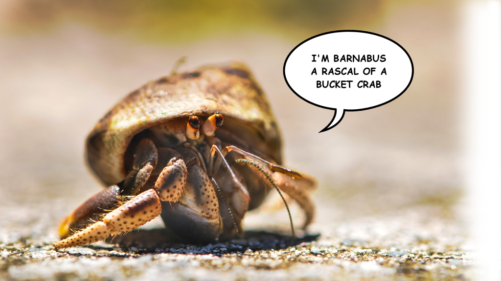 A crab called Barnabus on beach looking out of its shell