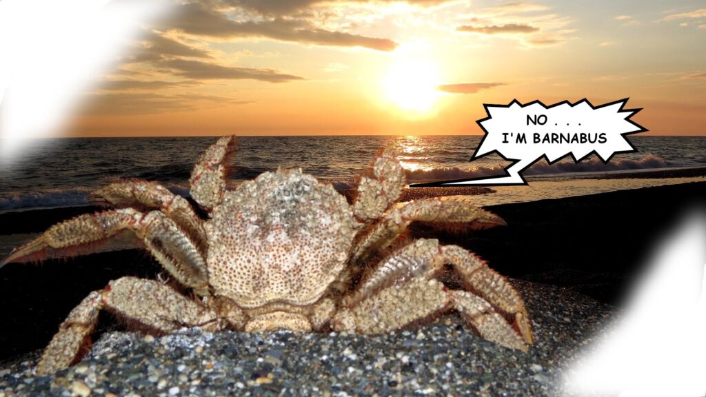 A crab named barnabus sits on the beach and hails the sunset
