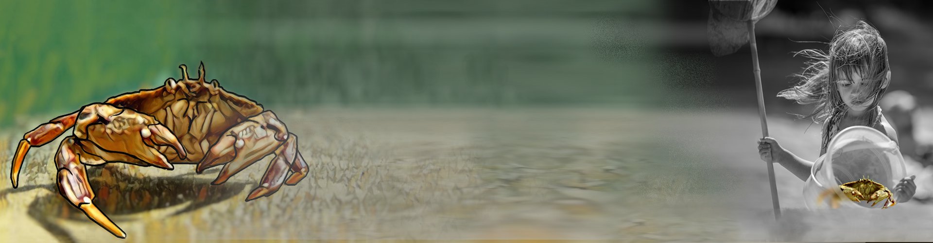 header with crab on left and girl holding bucket with crab ib it on right